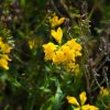 Marchas Club